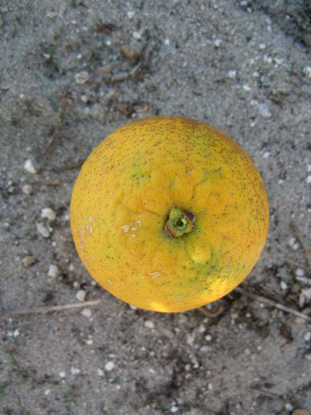              Fruit (Winter Haven, FL)       